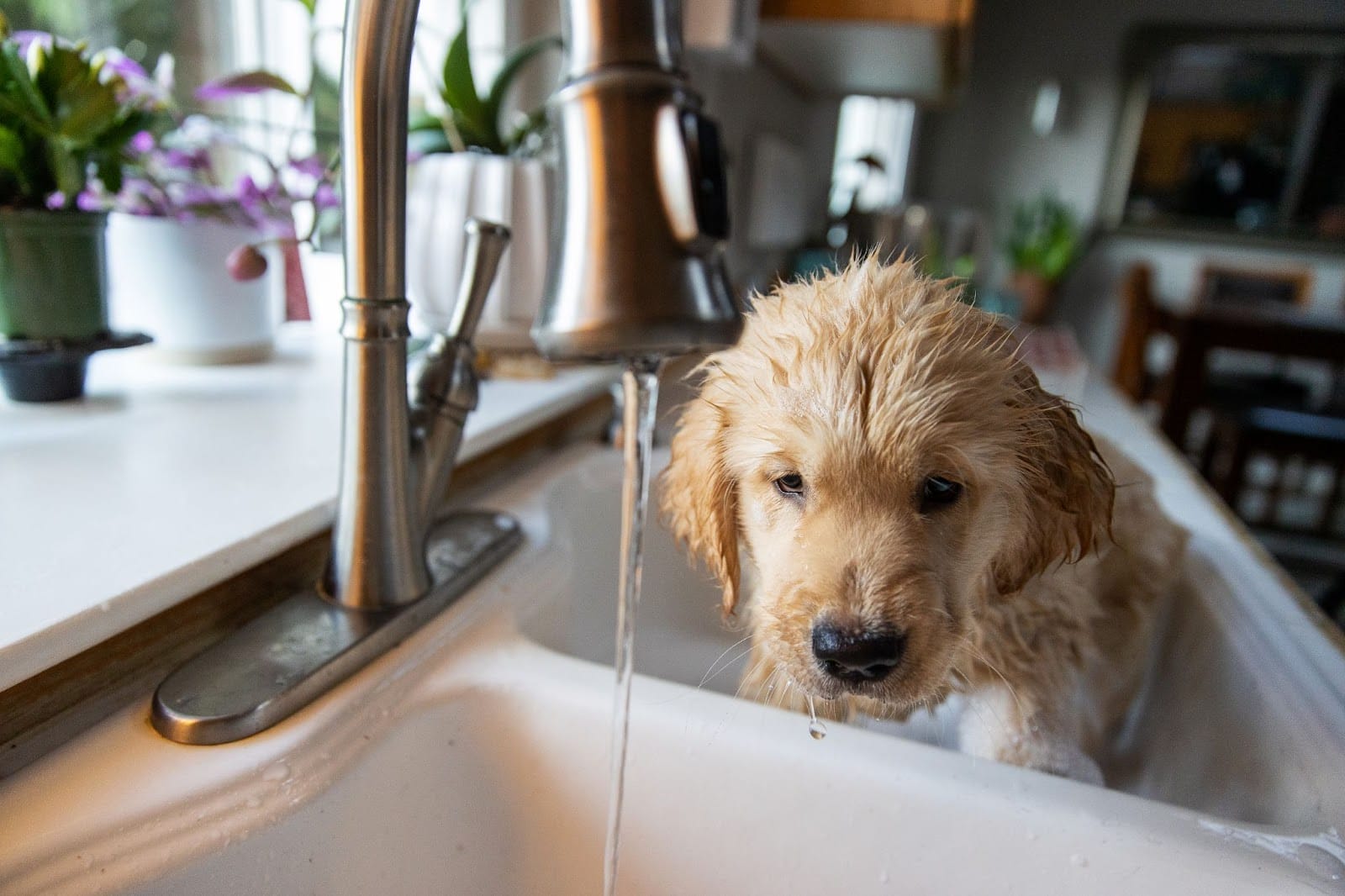 A soggy puppy enduring a bath in a kitchen sink with a look of resignation, as water drips from the faucet above.